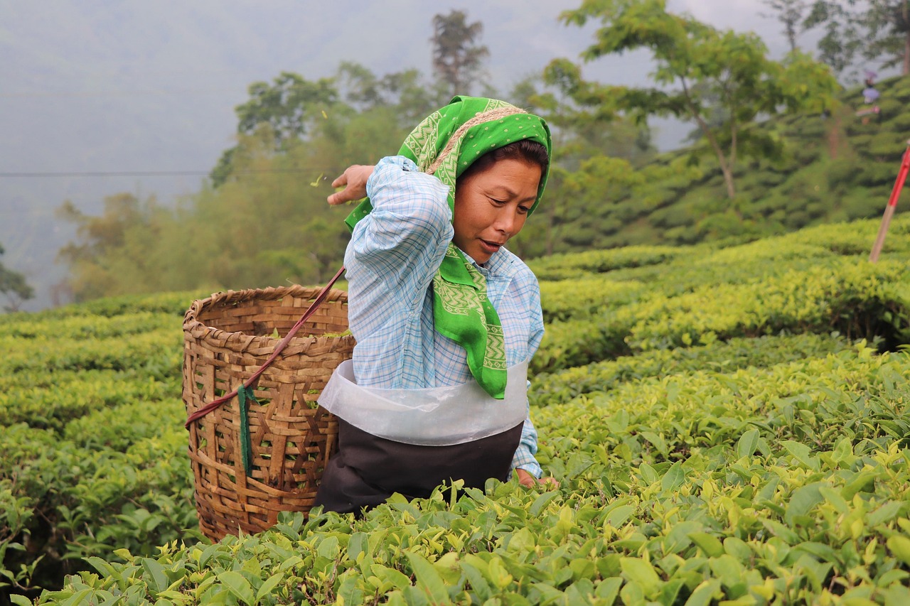 The Perfect 7-Day Sikkim Darjeeling Itinerary