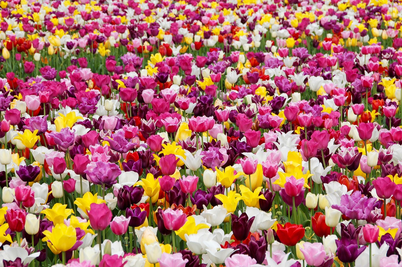 Kashmir 🌷
